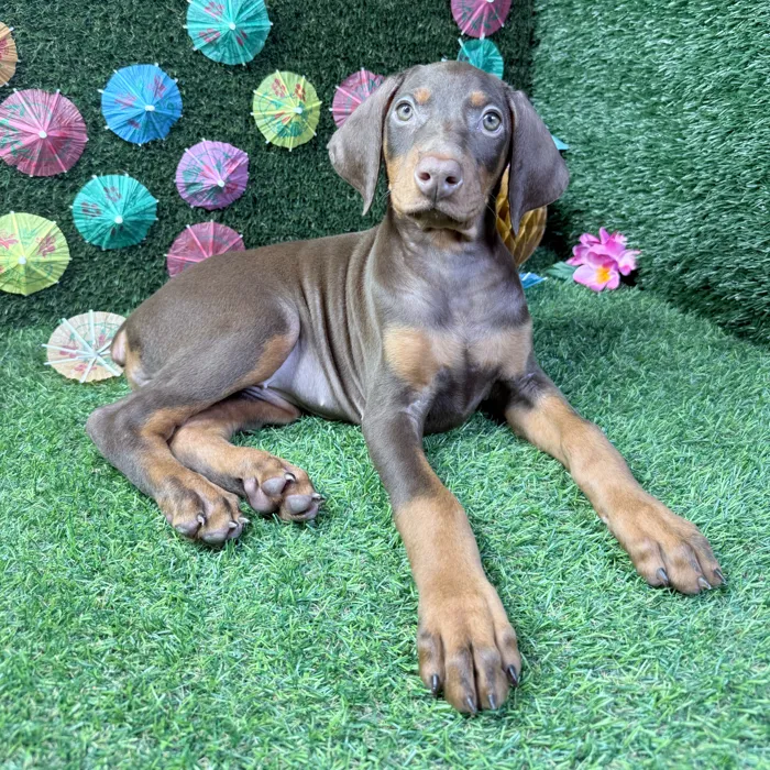 Female Doberman Pinscher puppy named Nova for sale at Puppy Dreams - Carrollton.