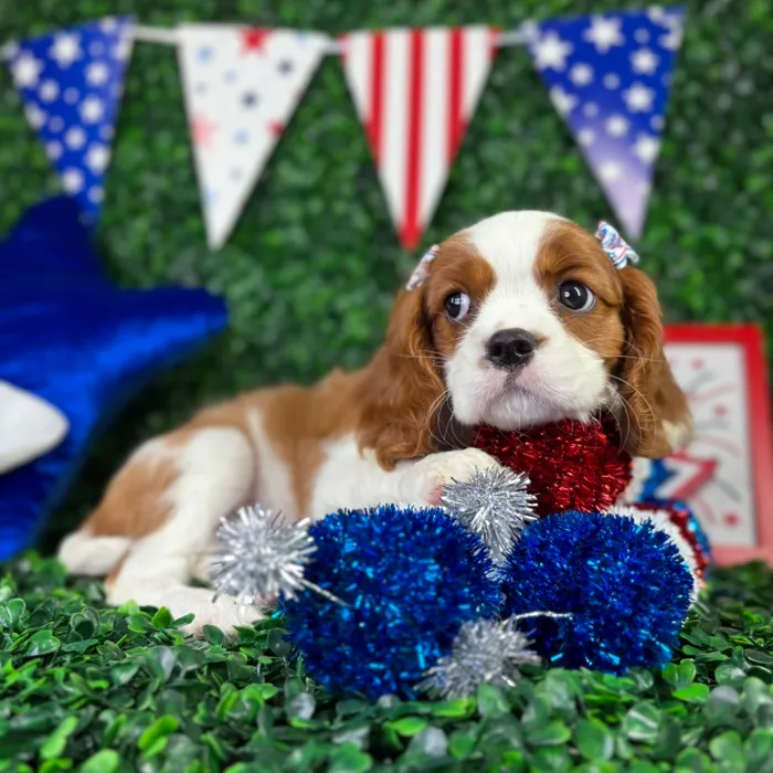 Female Cavalier King Charles Spaniel puppy named Emma for sale at Puppy Dreams - North Richland Hills.