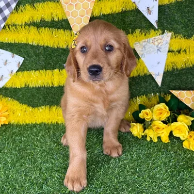 Female Golden Retriever puppy named Marilyn for sale at Puppy Dreams - Arlington.