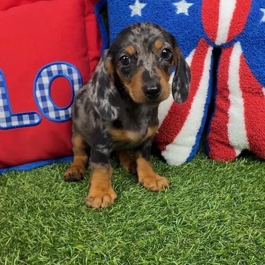 Male Dachshund puppy named Jesus for sale at Puppy Dreams - Mansfield.