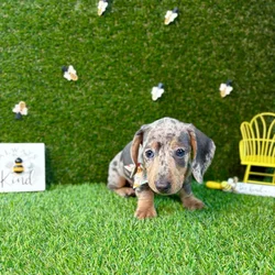 car_main_img_/media/ap_media/pets/XADSEAMUYDZK121584.webp.250x250_q85.webp