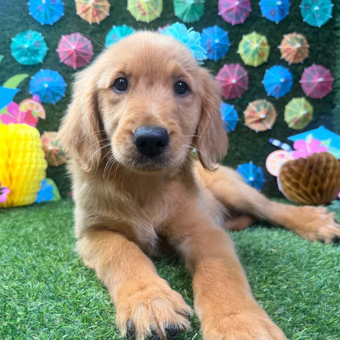Female Golden Retriever puppy named Sunny for sale at Puppy Dreams - Carrollton.