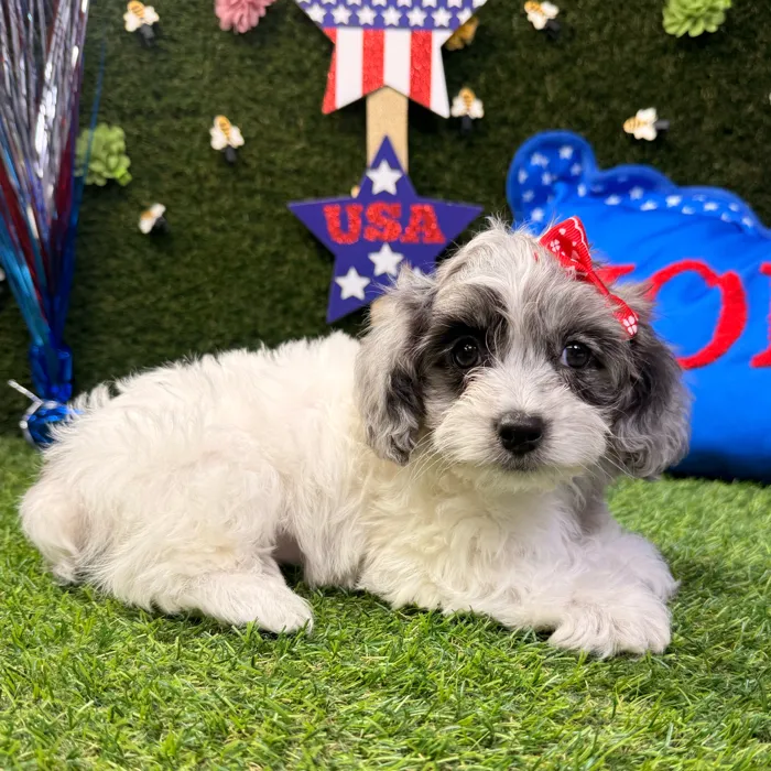 Female Cockapoo puppy named Jasmine for sale at Puppy Dreams - Carrollton.