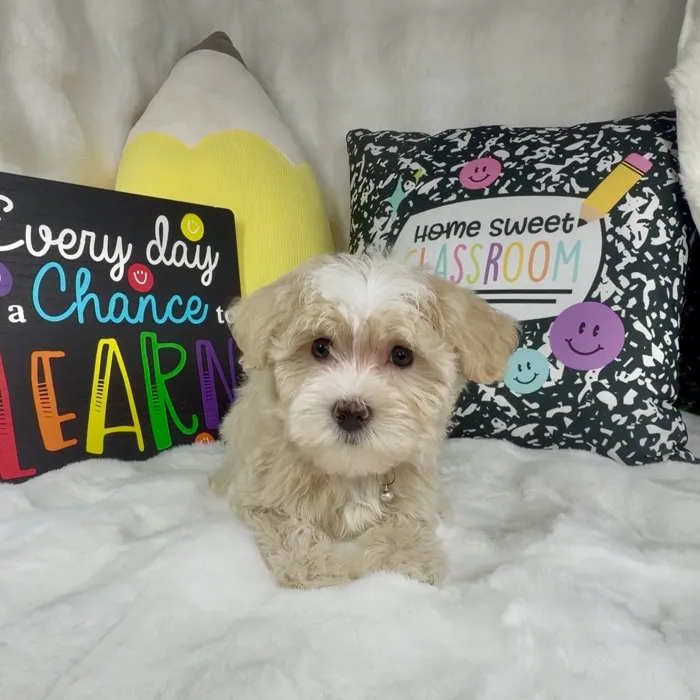 Male Maltipoo puppy named Jelly Bean for sale at Puppy Dreams - Denton.