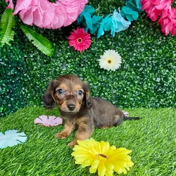 Male Dachshund puppy named Cole for sale at Puppy Dreams - Denton.