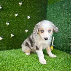 car_main_img_/media/ap_media/pets/XBOPEAHFBRQK119445.webp.250x250_q85.webp