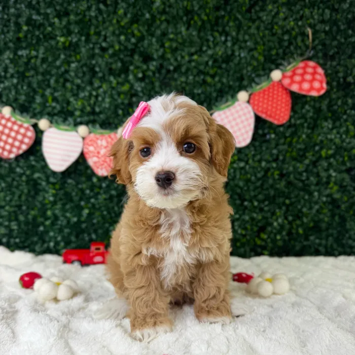 Female Cockapoo puppy named Daisy for sale at Puppy Dreams - Garland.