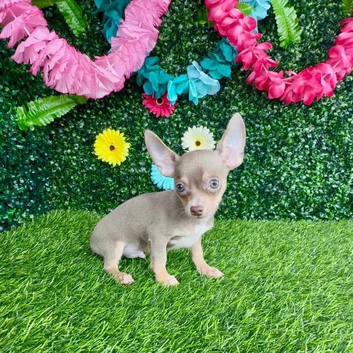 Male Chihuahua puppy named Filet-O-Fish for sale at Puppy Dreams - Denton.