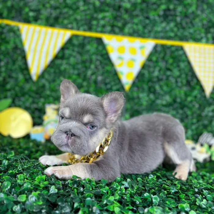 Male Fluffy French Bulldog puppy named Odin for sale at Puppy Dreams - North Richland Hills.