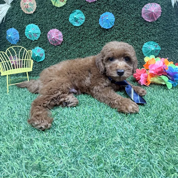Male Mini Goldendoodle puppy named Bentley for sale at Puppy Dreams - Carrollton.