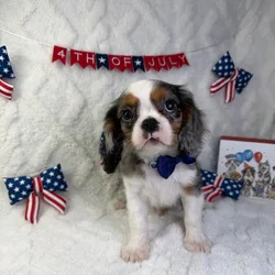 Male Cavalier King Charles Spaniel puppy named Cooper for sale at Puppy Dreams - Garland.