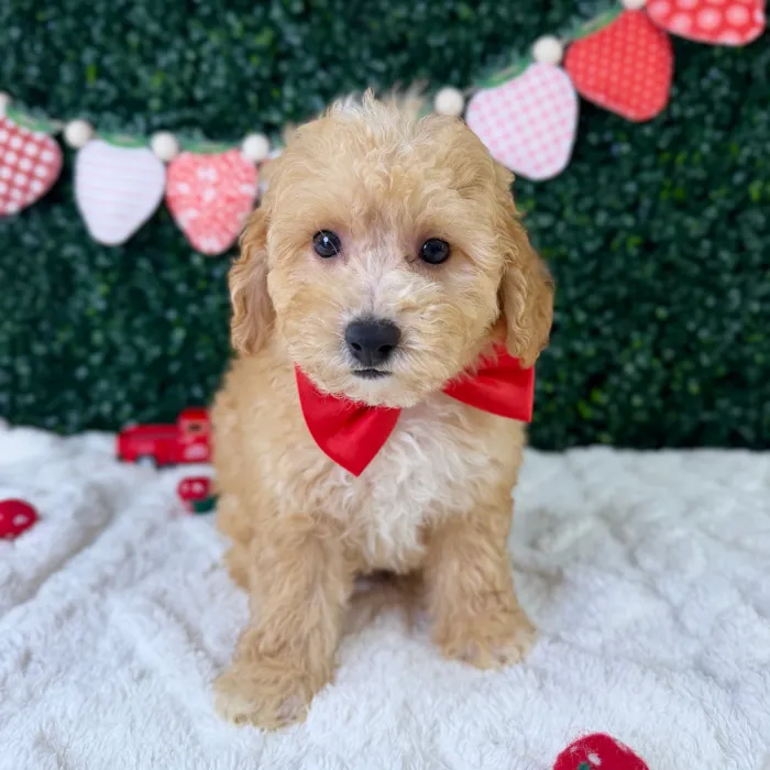 Male Bichon-Poodle puppy named Biscoff for sale at Puppy Dreams - Garland.