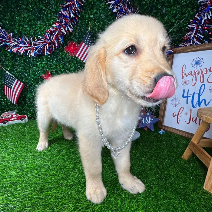 Female Golden Retriever puppy named *Honey* for sale at Puppy Dreams - Mansfield.