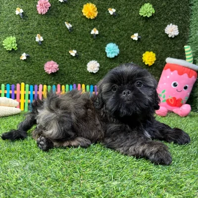 Male Shih Tzu puppy named Chewie for sale at Puppy Dreams - Carrollton.