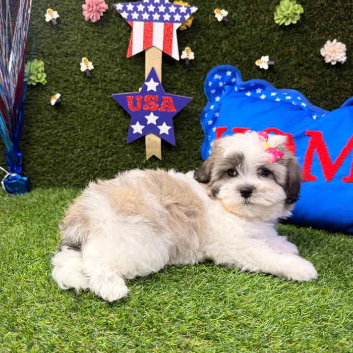 Female Teddy Bear puppy named Mia for sale at Puppy Dreams - Carrollton.
