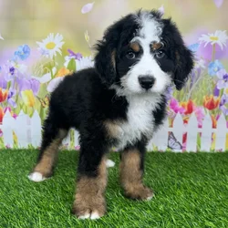 car_main_img_/media/ap_media/pets/XIUKSODYTAFP127626.webp.250x250_q85.webp