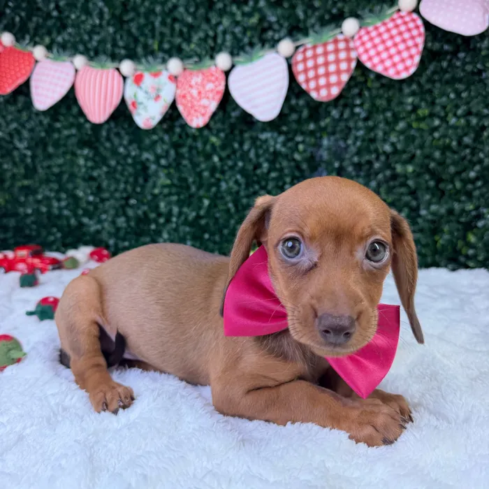Female Dachshund puppy named Stella for sale at Puppy Dreams - Garland.