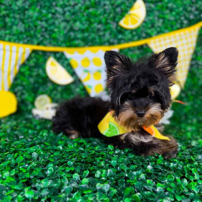 Male Yorkie puppy named Boss for sale at Puppy Dreams - North Richland Hills.