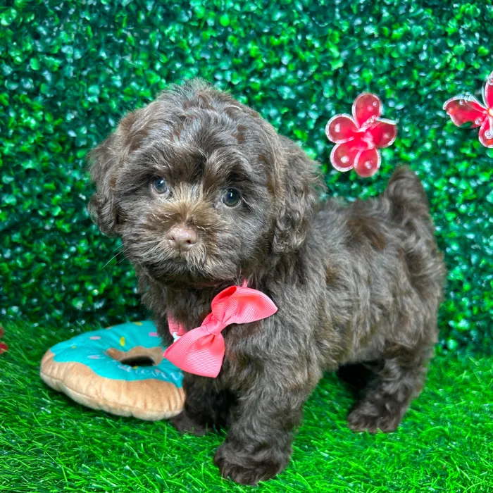 Female Shipoo puppy named *Joan* for sale at Puppy Dreams - Mansfield.