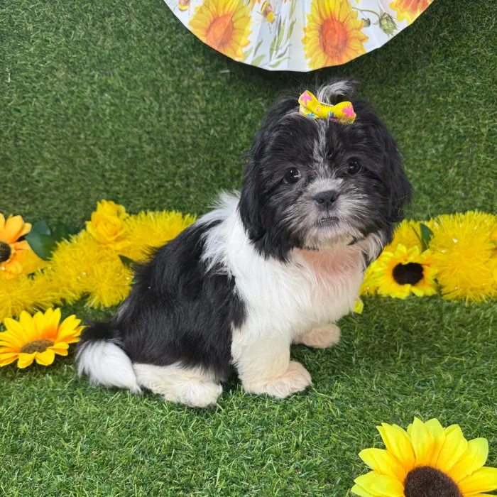 Female Shih Tzu puppy named Princess for sale at Puppy Dreams - Arlington.