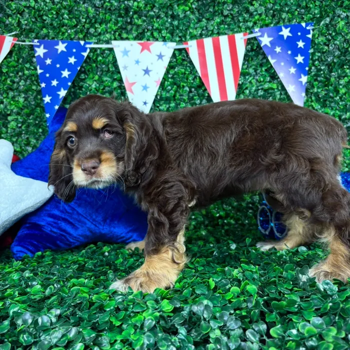 Female Cocker Spaniel puppy named Fetti for sale at Puppy Dreams - North Richland Hills.