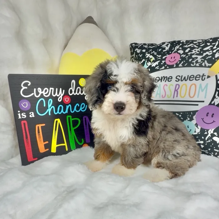 Female Bernedoodle puppy named Almond Joy for sale at Puppy Dreams - Denton.