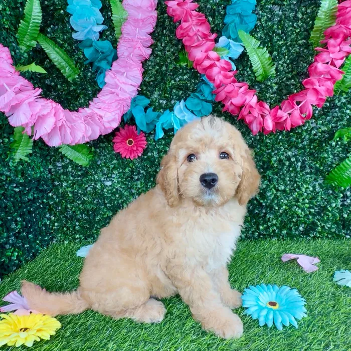 Male Mini Goldendoodle puppy named Michael B for sale at Puppy Dreams - Denton.