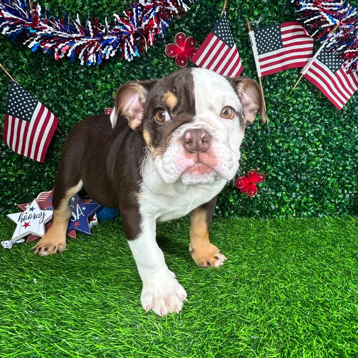 Female English Bulldog puppy named *Beef Willington* for sale at Puppy Dreams - Mansfield.