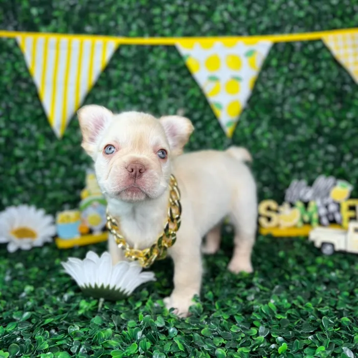 Male Fluffy French Bulldog puppy named Leo for sale at Puppy Dreams - North Richland Hills.