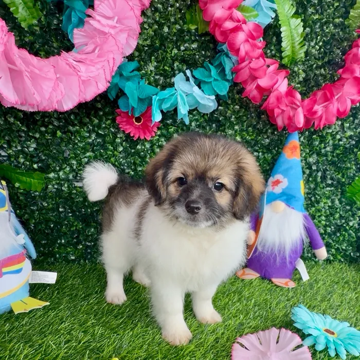 Male Pom-A-Poo puppy named Lin Manuel for sale at Puppy Dreams - Denton.