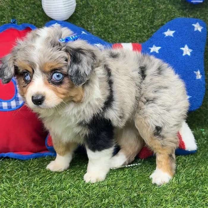 Female Mini Aussie puppy named Dori for sale at Puppy Dreams - Arlington.