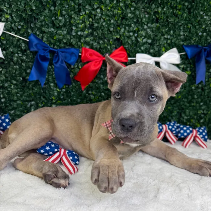 Female Cane Corso puppy named Kaia for sale at Puppy Dreams - Garland.
