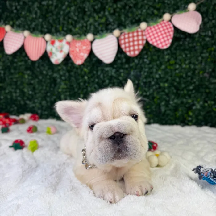 Male Fluffy French Bulldog puppy named Mr. Rabbit for sale at Puppy Dreams - Garland.