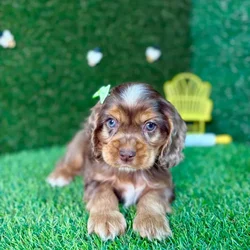 car_main_img_/media/ap_media/pets/XNIGGJAPXMYR122612.webp.250x250_q85.webp