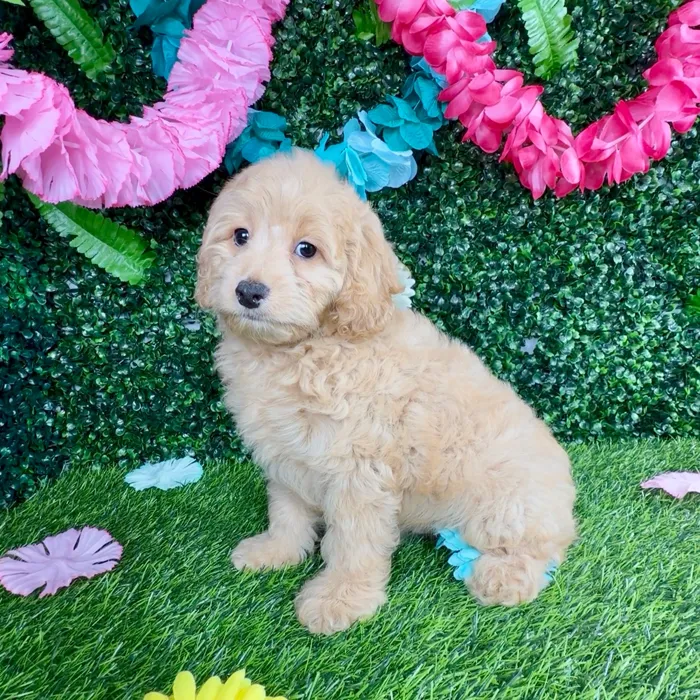 Male Cockapoo puppy named Jason Mamoa for sale at Puppy Dreams - Denton.