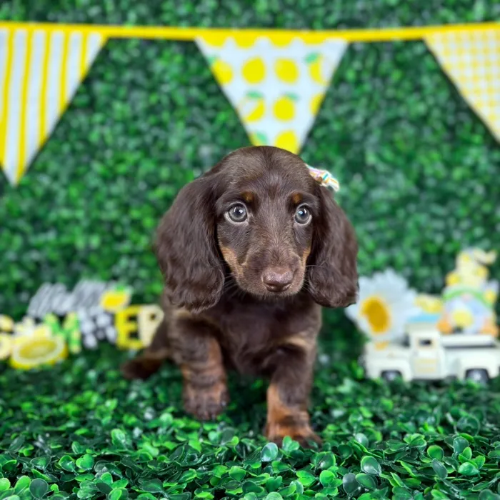 Female Dachshund puppy named Dulce for sale at Puppy Dreams - North Richland Hills.