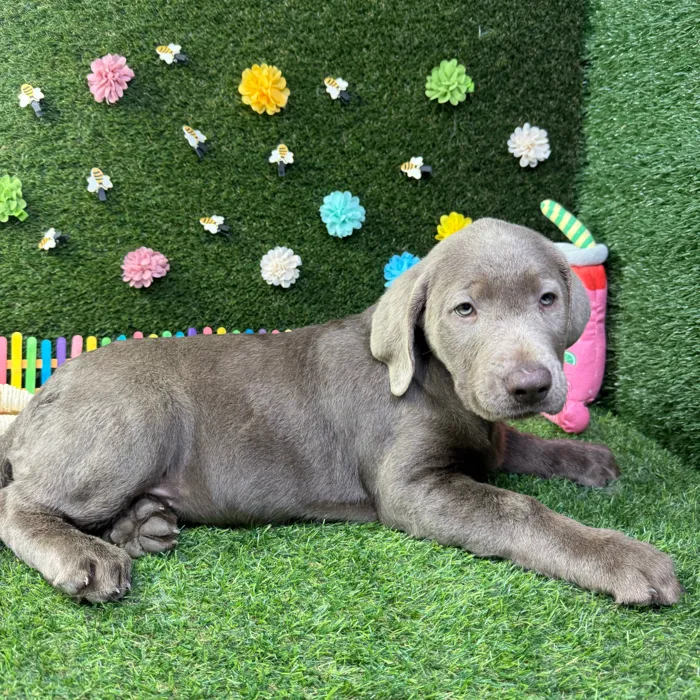 Female Labrador Retriever puppy named Daisy for sale at Puppy Dreams - Carrollton.
