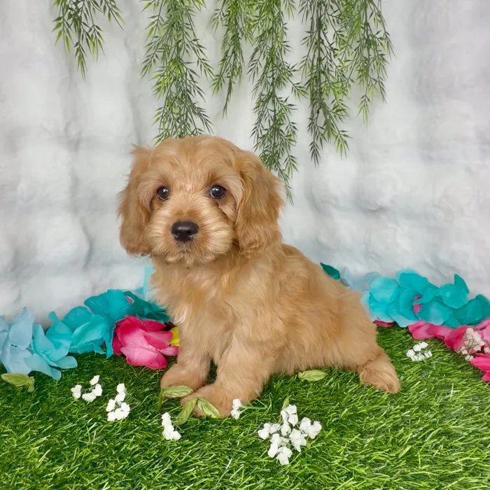 Male Cavapoo puppy named Lasso for sale at Puppy Dreams - Denton.