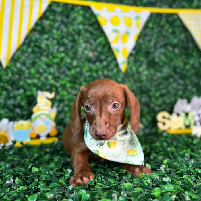 Male Dachshund puppy named Tucker for sale at Puppy Dreams - North Richland Hills.
