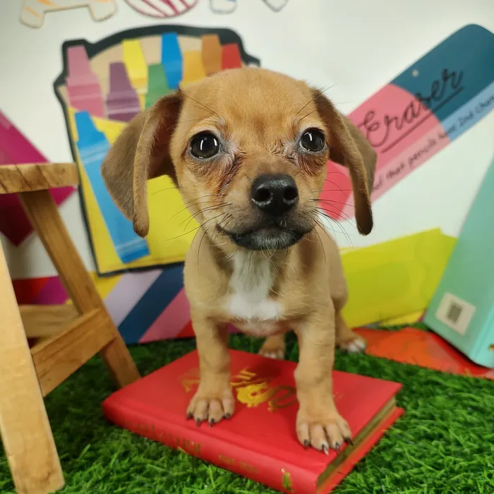 Male Chiweenie puppy named *Moonwalk* for sale at Puppy Dreams - Mansfield.