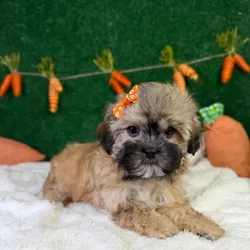 Female Shipoo puppy named Darla for sale at Puppy Dreams - Garland.