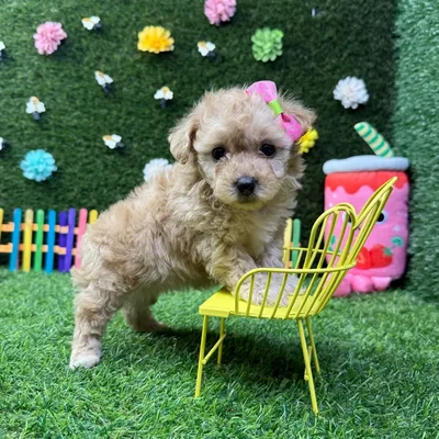 Female Poodle Toy puppy named May for sale at Puppy Dreams - Carrollton.