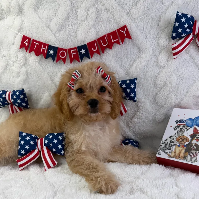 Female Cavapoo puppy named Hazel for sale at Puppy Dreams - Garland.