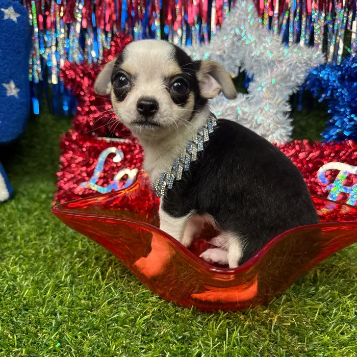 Male Chihuahua puppy named Squish for sale at Puppy Dreams - Arlington.