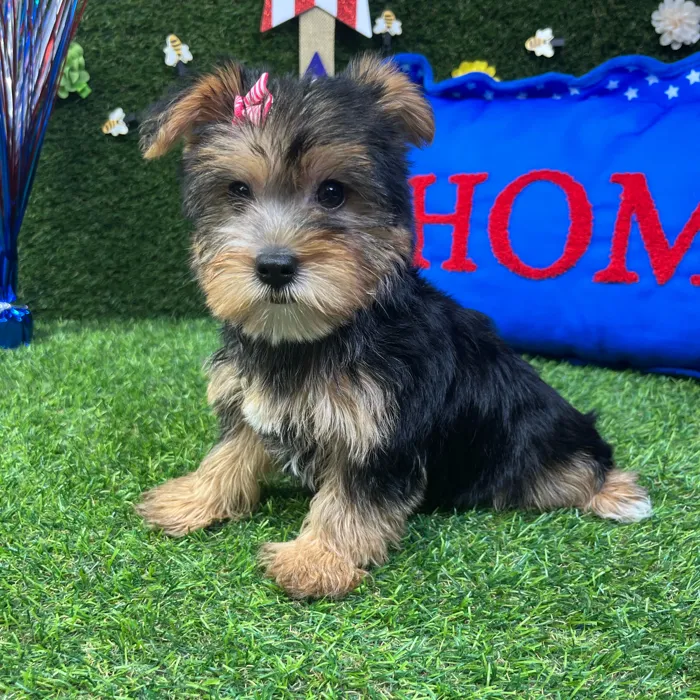 Female Yorkie puppy named Tulip for sale at Puppy Dreams - Carrollton.