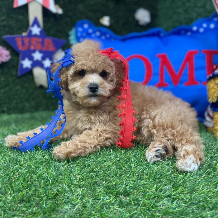 Female Mini Poodle puppy named Sage for sale at Puppy Dreams - Carrollton.