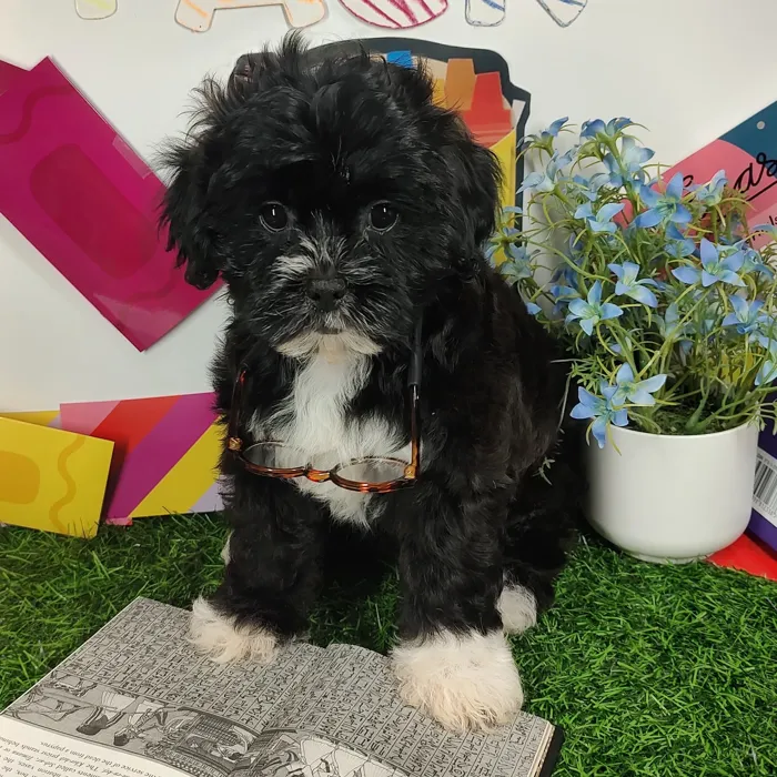 Female Shipoo puppy named Carlton for sale at Puppy Dreams - Mansfield.