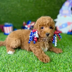 car_main_img_/media/ap_media/pets/XQRJLVVVHIYB128881.webp.250x250_q85.webp