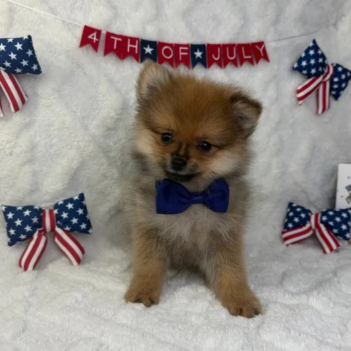 Male Pomeranian puppy named Remy for sale at Puppy Dreams - Garland.