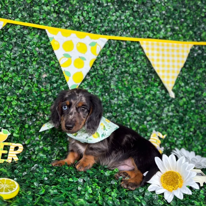 Male Dachshund puppy named Milo for sale at Puppy Dreams - North Richland Hills.
